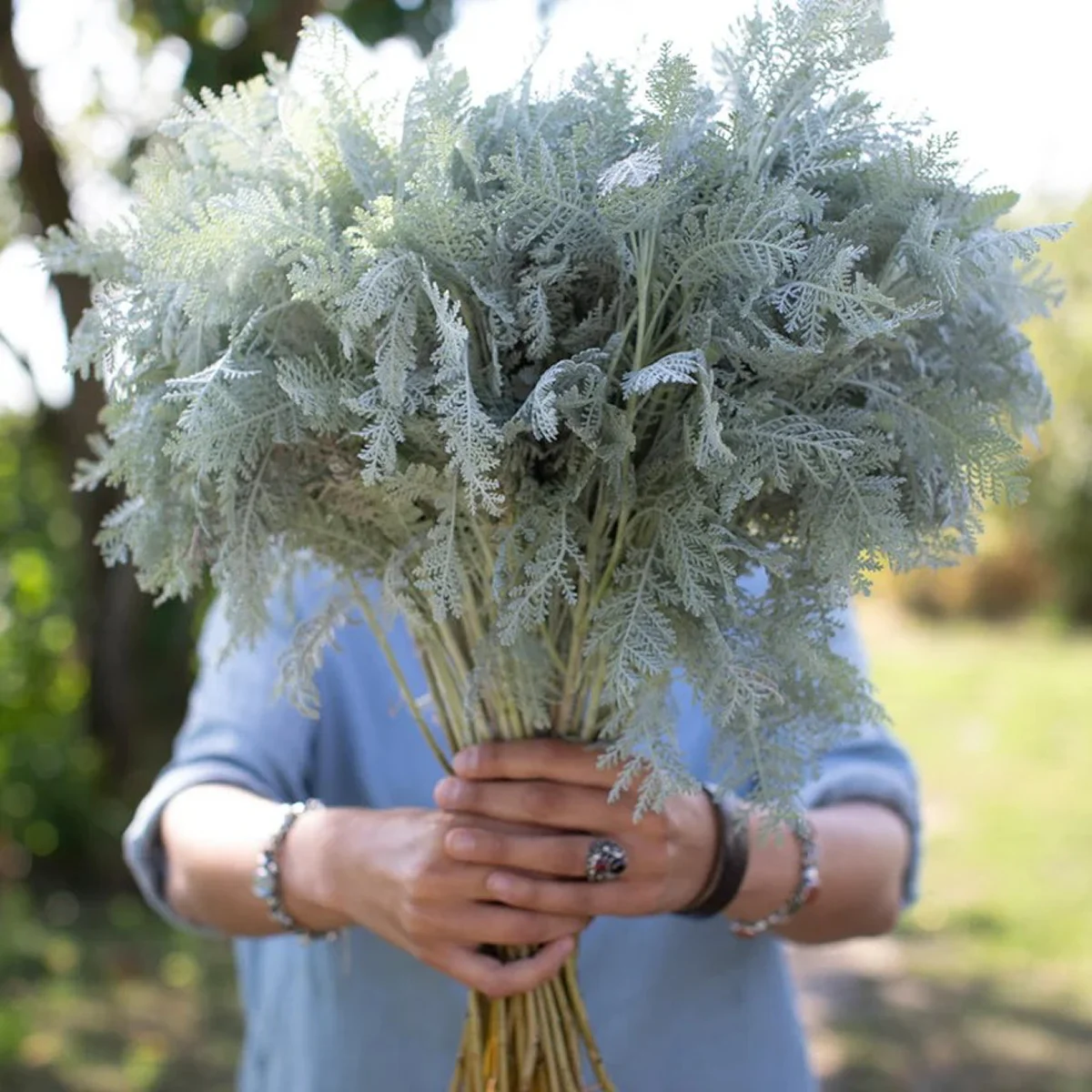 Піретрум сріблястий ‘Silver Lace’ (Tanacetum ptarmiciflorum)