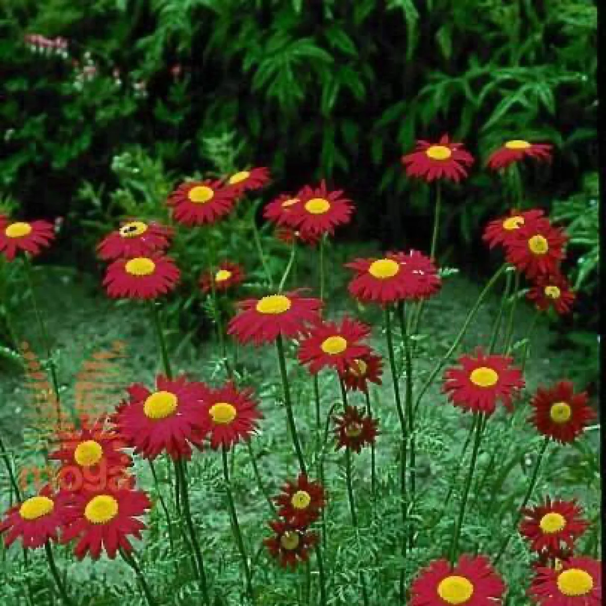 Піретрум ‘Robinson Red’ (Tanacetum coccineum)