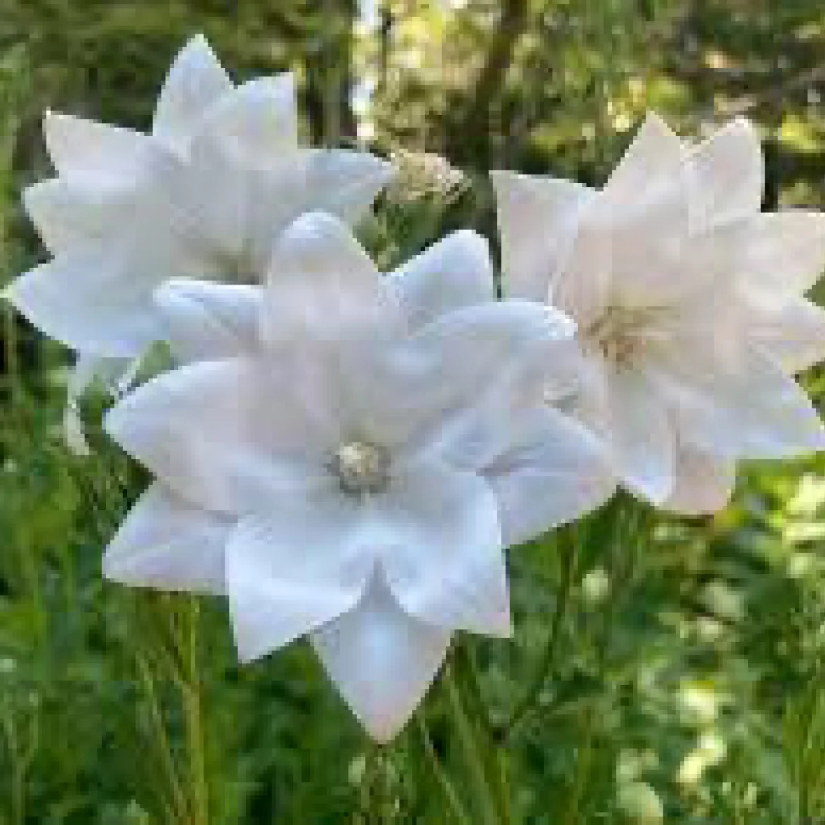 Платикодон ‘Hakone White’ (Platycodon grandiflorus)