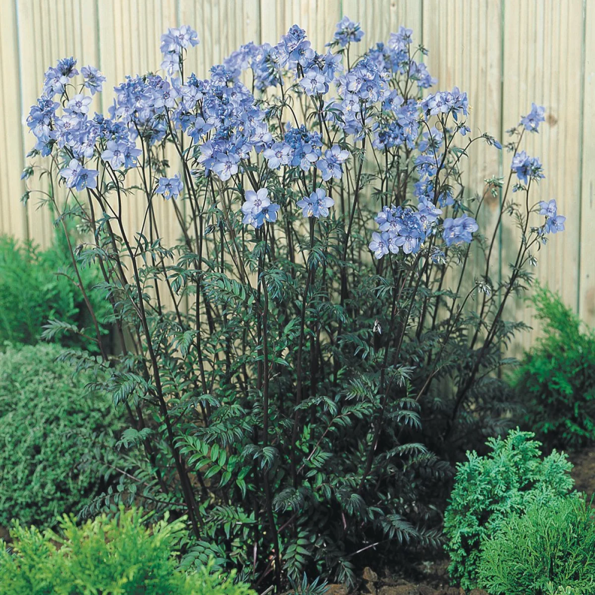 Полемоніум ‘Purple Rain Strain’ (Polemonium yezoense)