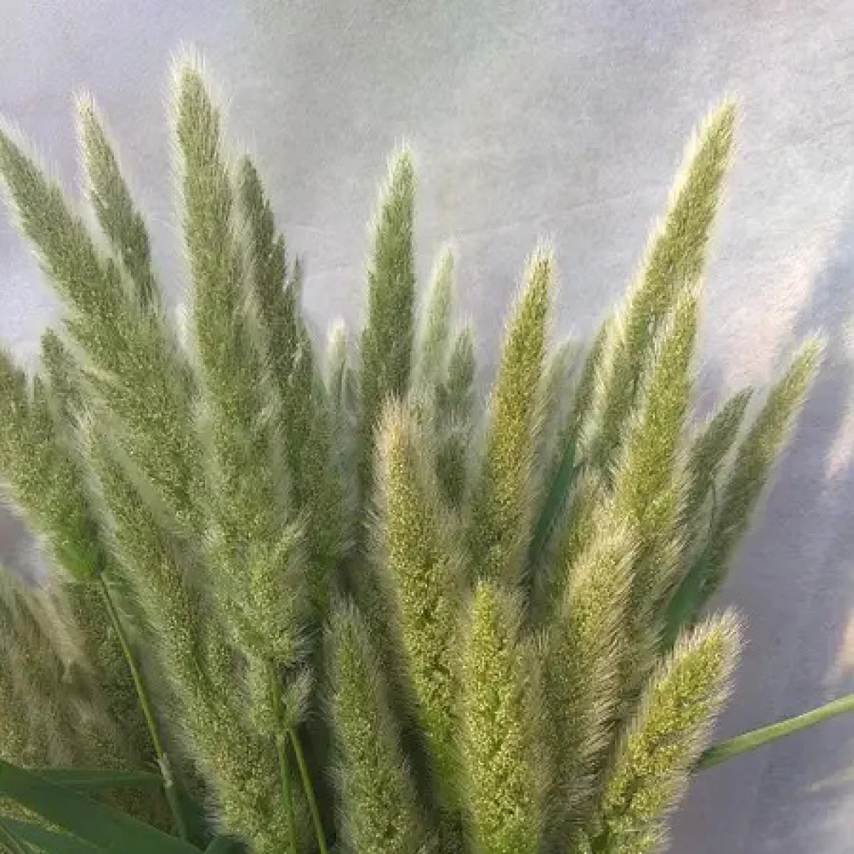 Поліпогон (Polypogon)