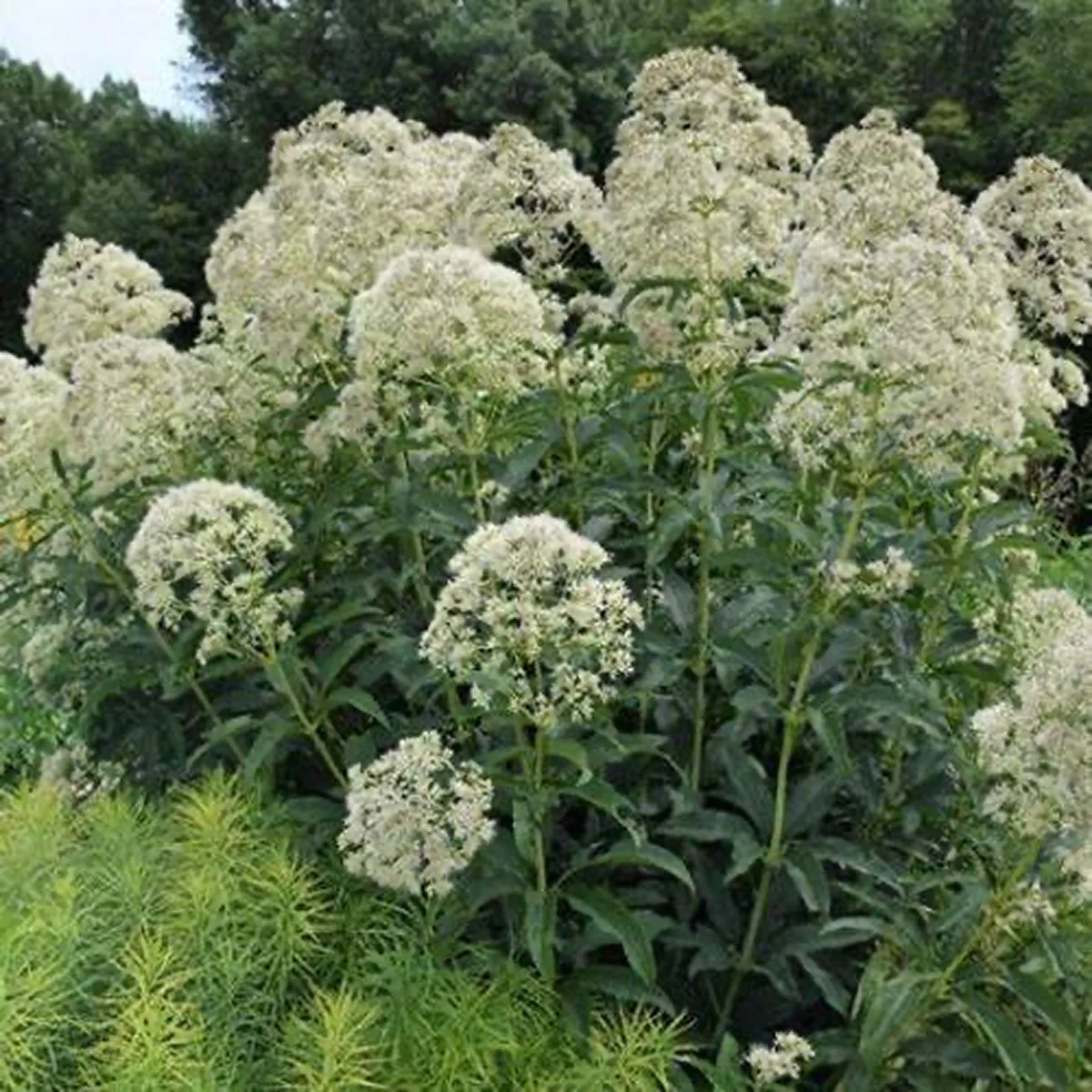Посконник ‘Ivory Towers’ (Eupatorium purpureum var. angustifolium f. albidum)