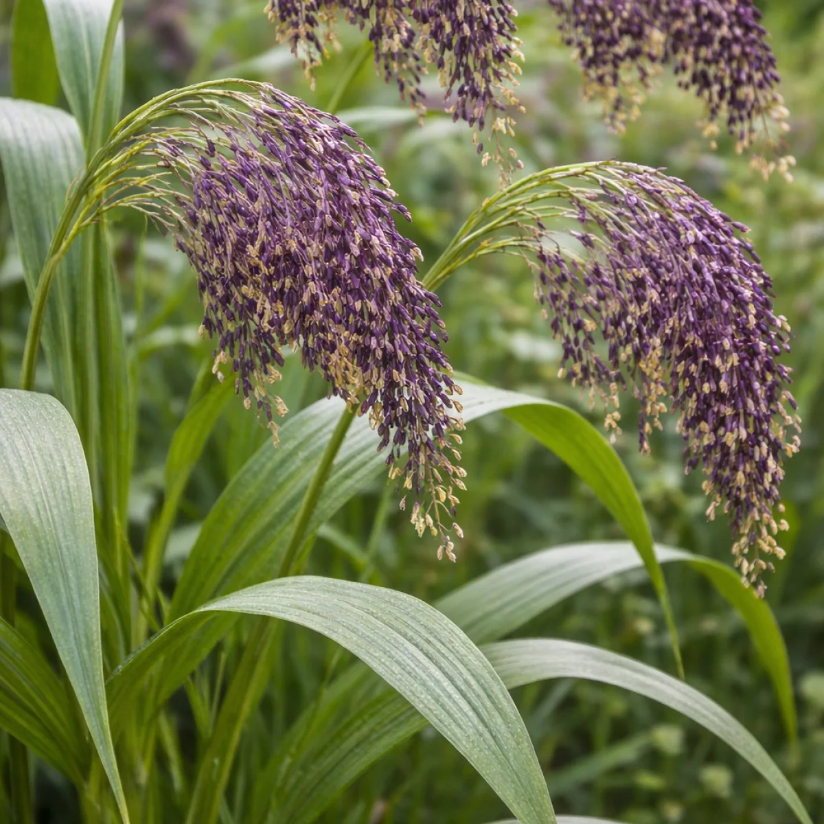 Просо декоративне ‘Broomcorn Millet’ (Panicum miliaceum violaceum)