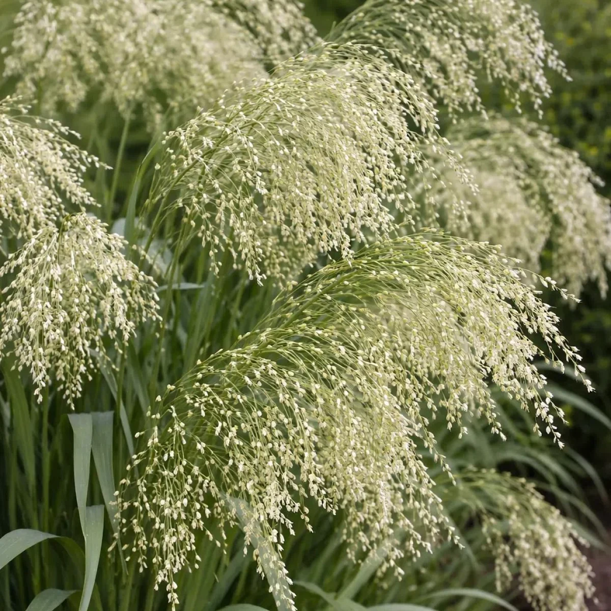 Просо декоративне ‘QIS® Umbrella’ (Panicum miliaceum)