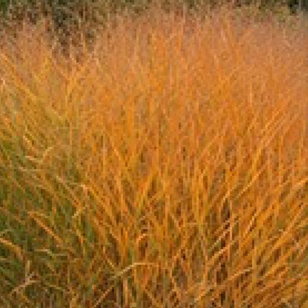 Просо прутоподібне ‘Blue Giants’ (Panicum virgatum)