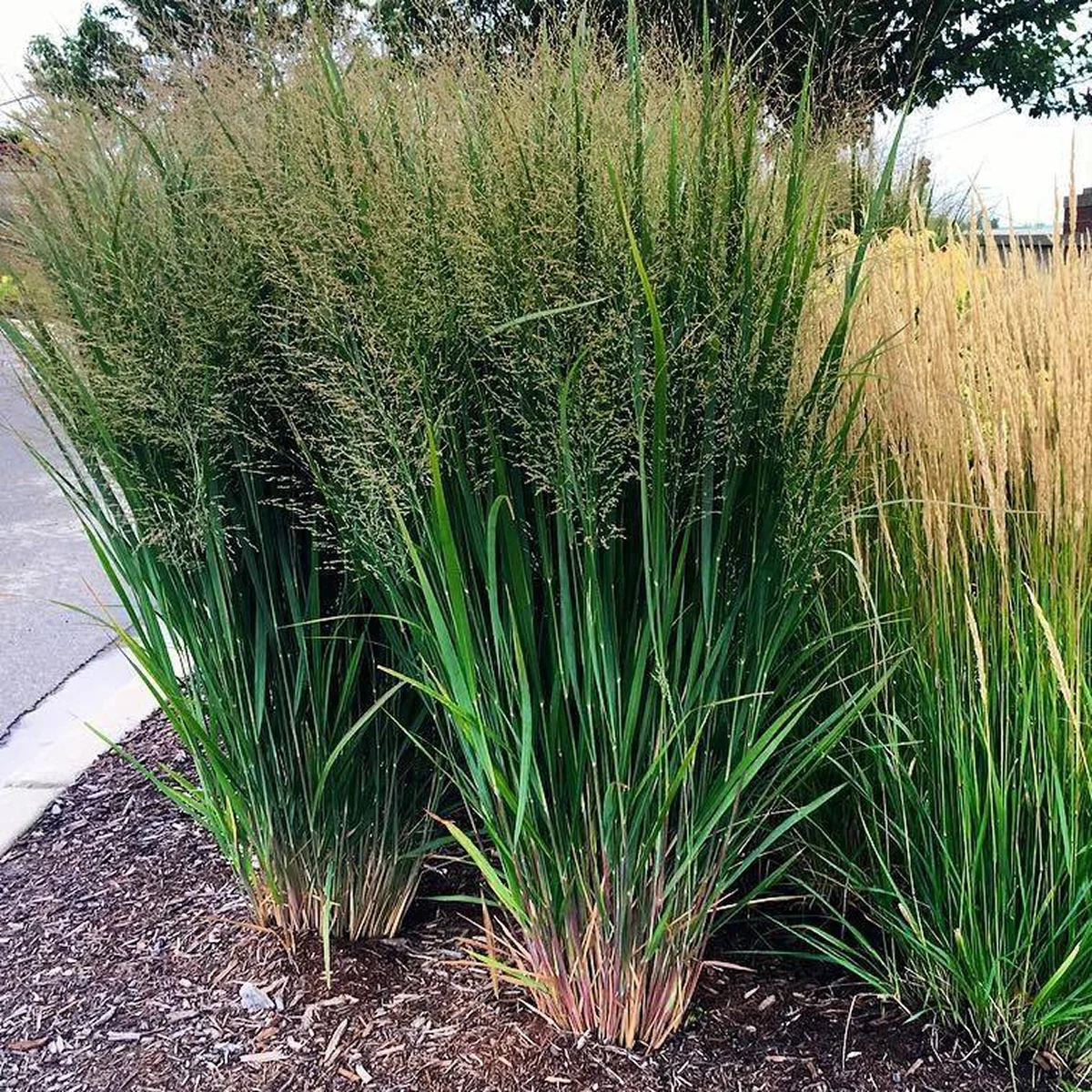 Просо прутовидне ‘Northwind’ (Panicum virgatum)