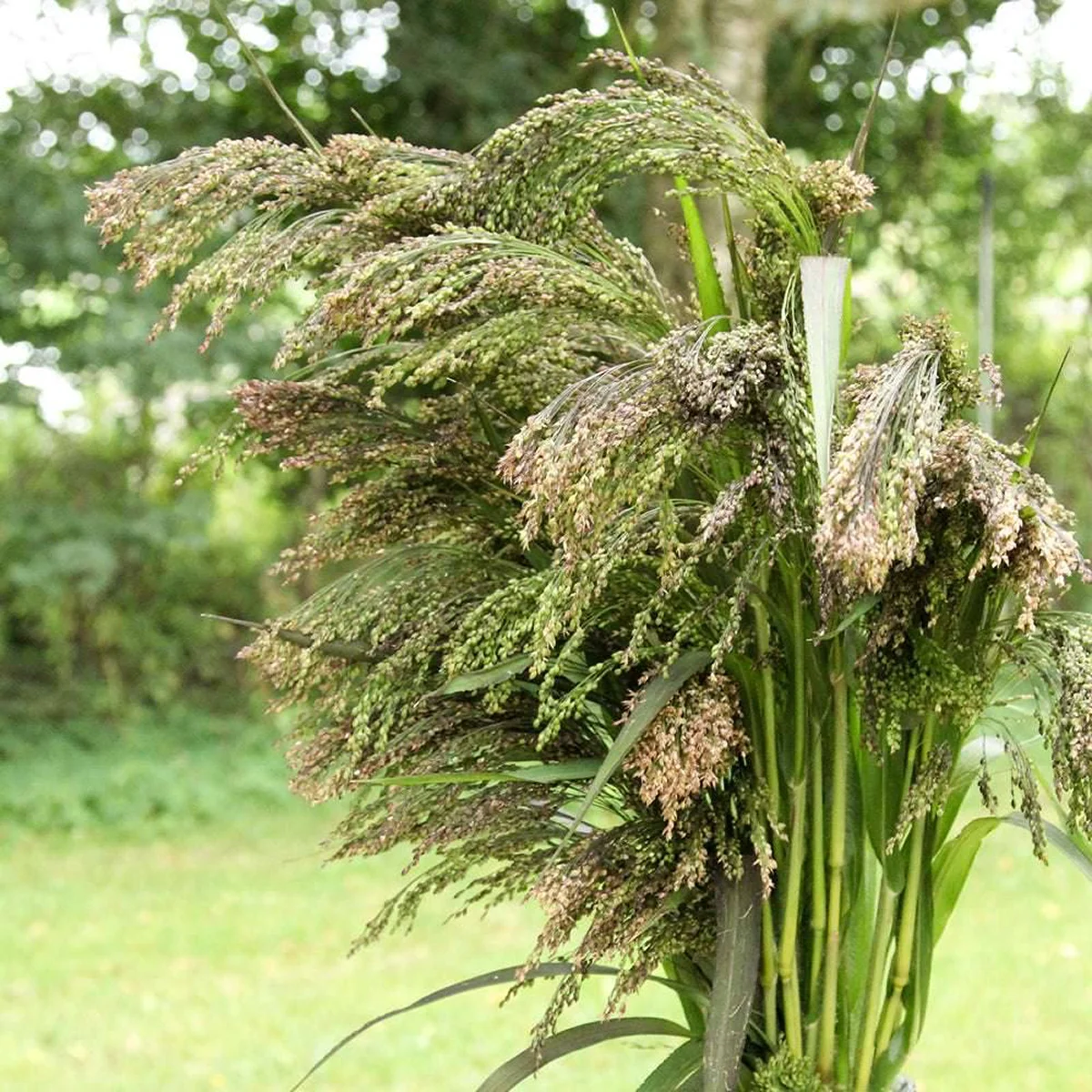 Просо ‘Green Drops’ (Panicum violaceum)