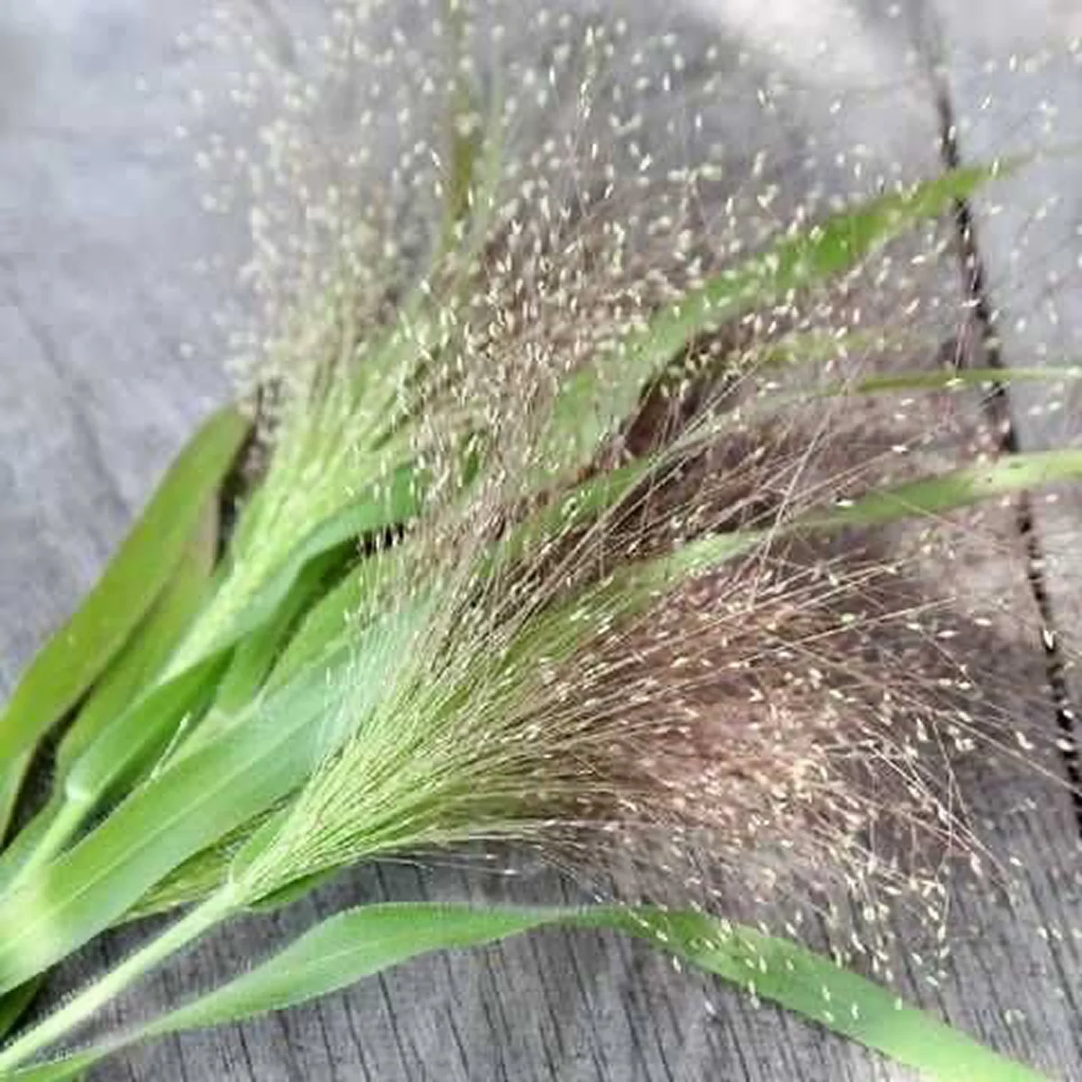 Просо ‘Sparkling Fountain’ (Panicum capillare)