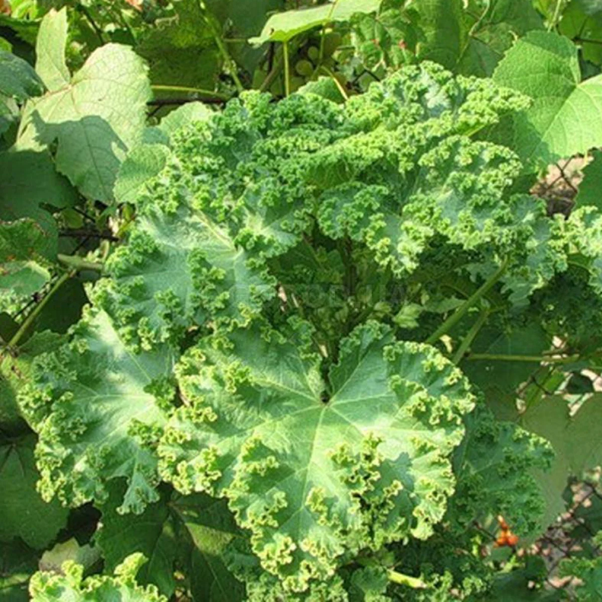 Просвірник кучерявий ‘Malva crispa’