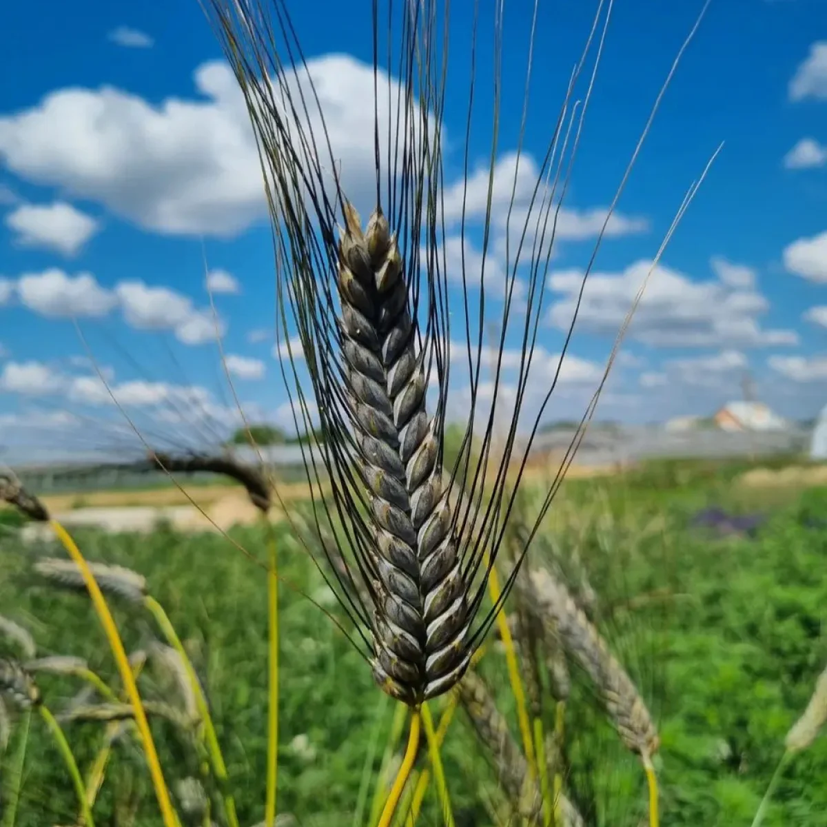 Пшениця ‘Black Dark’ (Triticum aestivum)