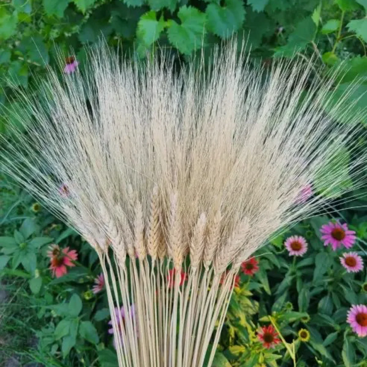 Пшениця ‘Жизель’ (Triticum durum)