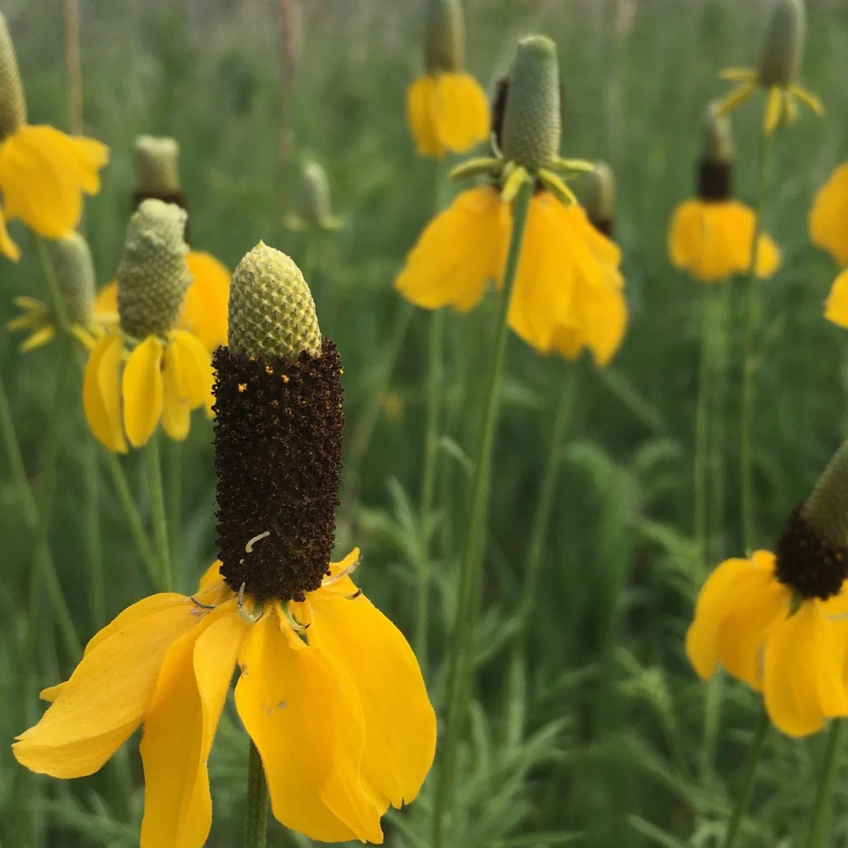 Ratibida columnifera