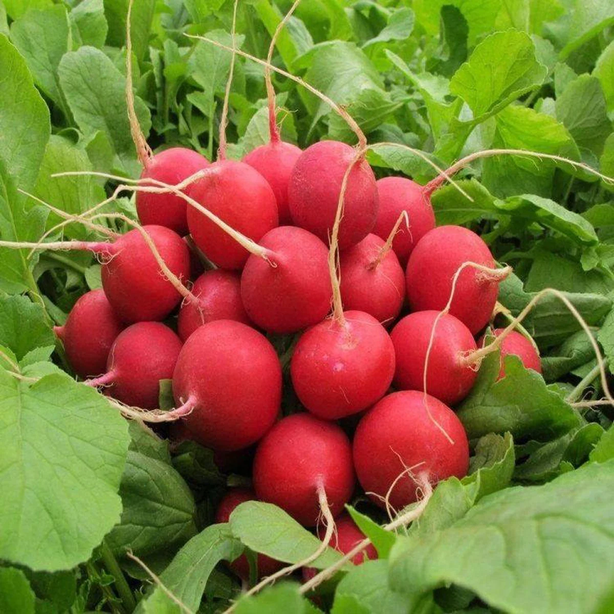 Редис ‘Sora’ (Raphanus sativus)