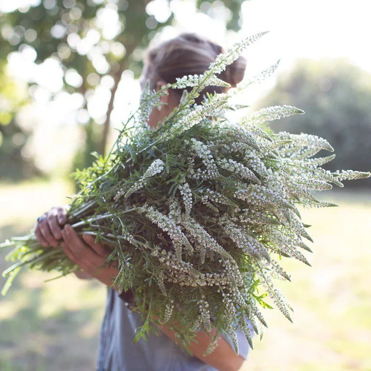Резеда запашна ‘White Mignonette’ (Reseda odorata)