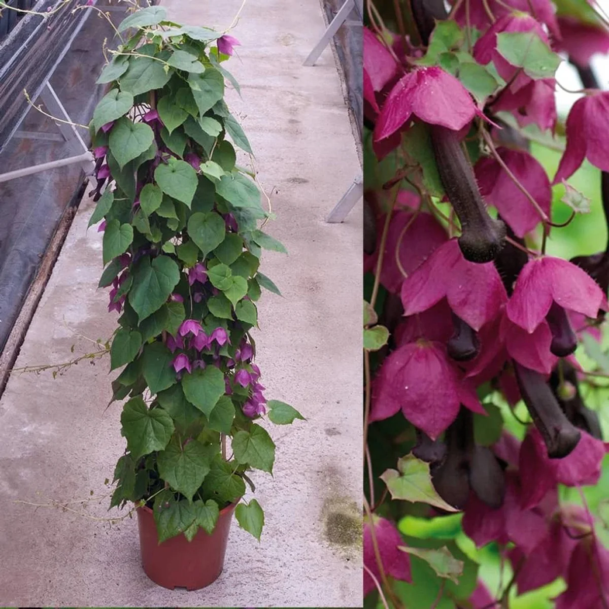 Родохітон темно-кривавий або кучерявий 'Пурпурний дощ'