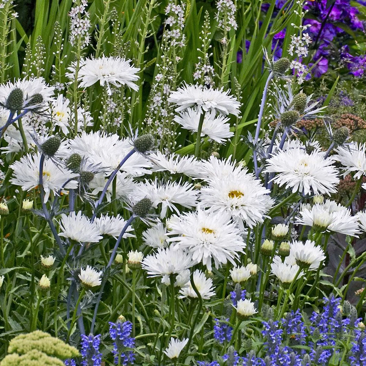 Ромашка садова ‘Snowdrift’ (Leucanthemum × superbum)