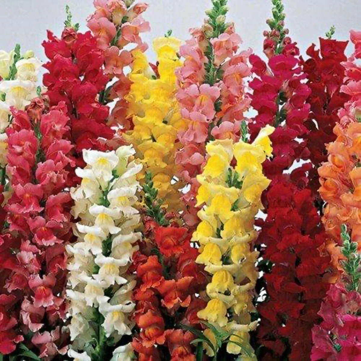 Ротики садові ‘Grandiflorum Mixture’ (Antirrhinum majus)