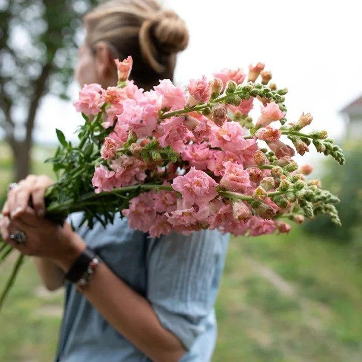 Ротики садові ‘Madame Butterfly™ Pink’ (Antirrhinum majus)