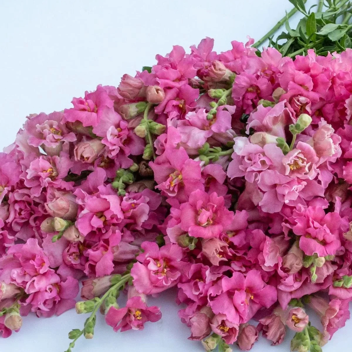 Ротики садові ‘Madame Butterfly™ Rose’ (Antirrhinum majus)