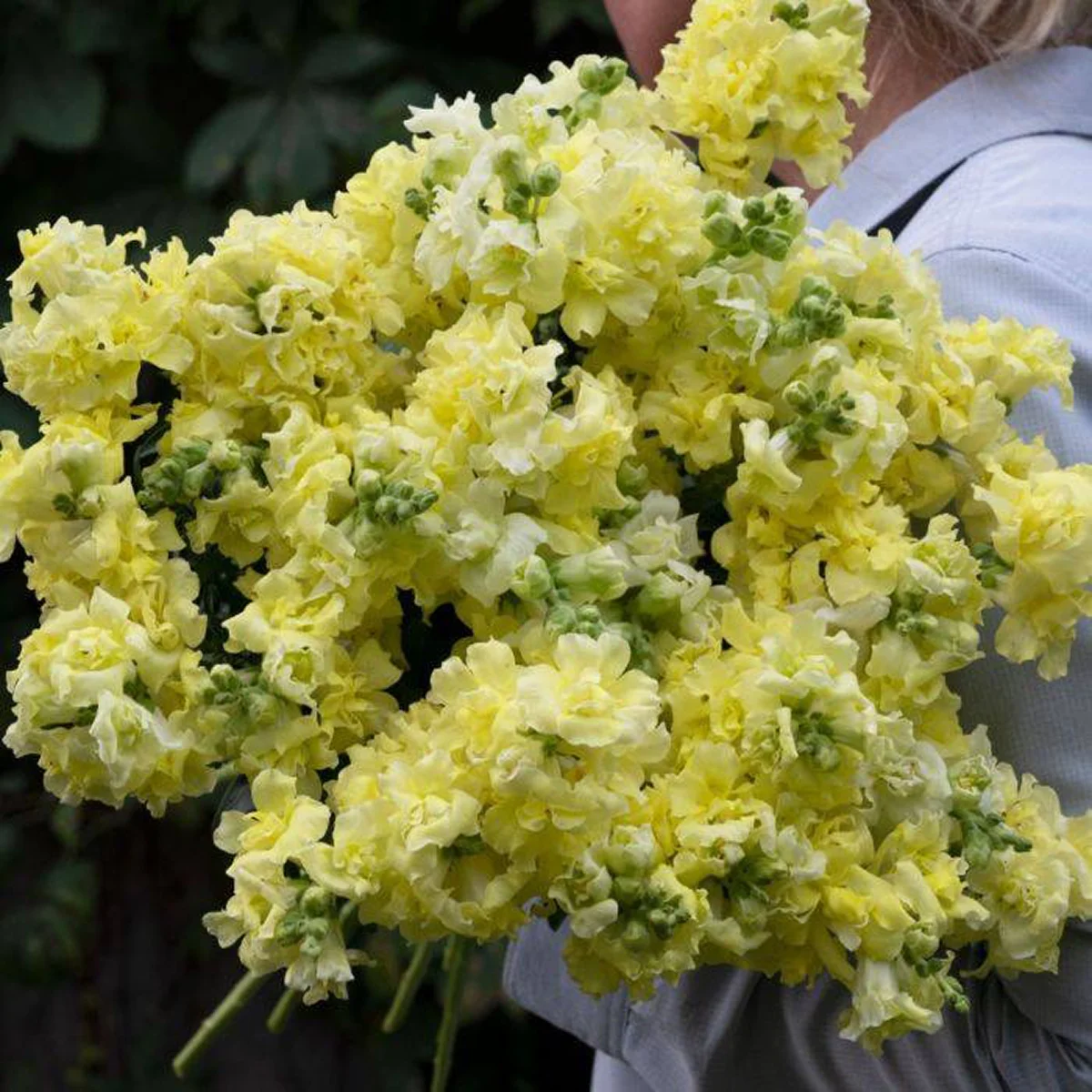 Ротики садові ‘Madame Butterfly™ Yellow’ (Antirrhinum majus)