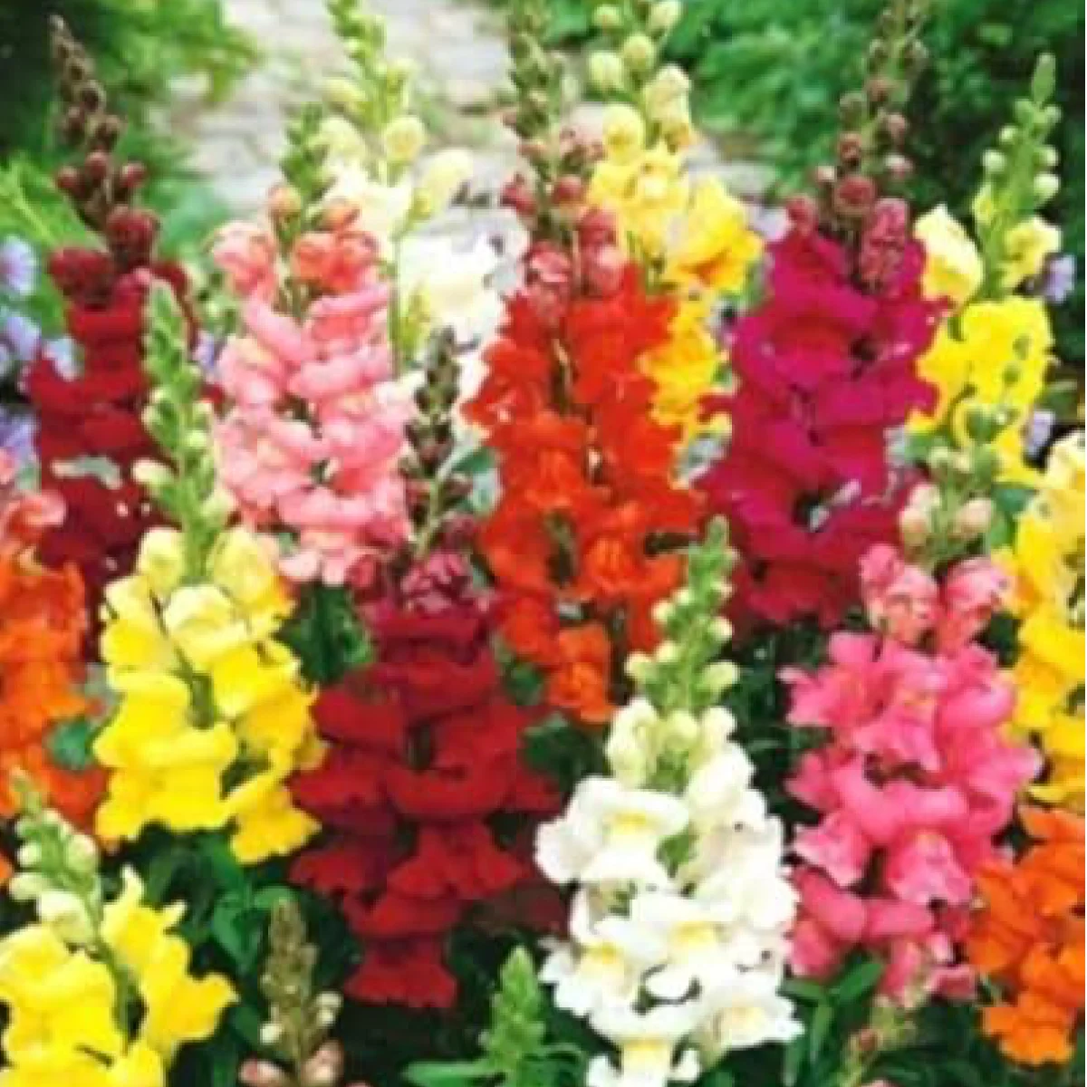 Ротики садові ‘Rembrandt’ (Antirrhinum majus)