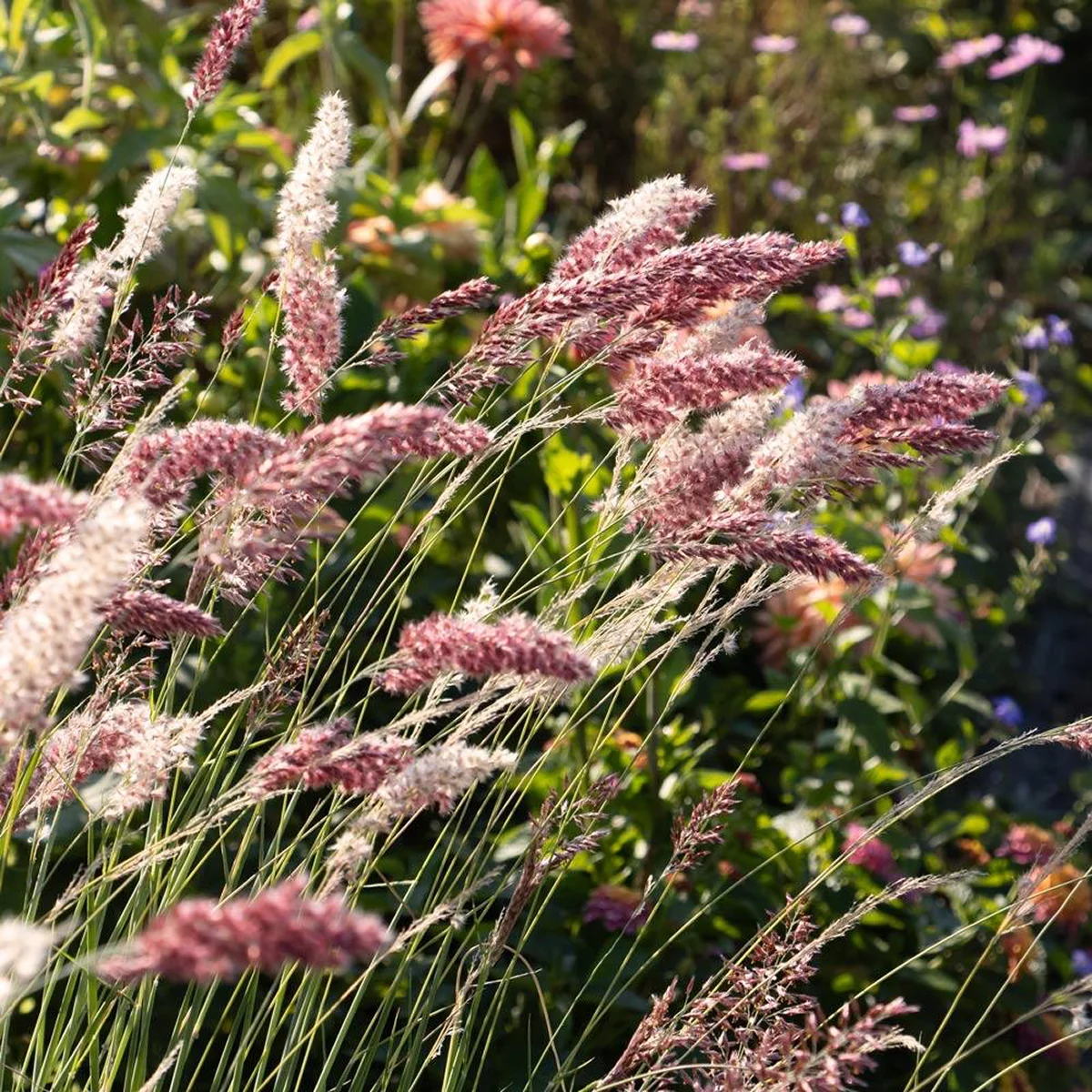 Рубінова трава ‘Savannah’ (Melinis nerviglumis)