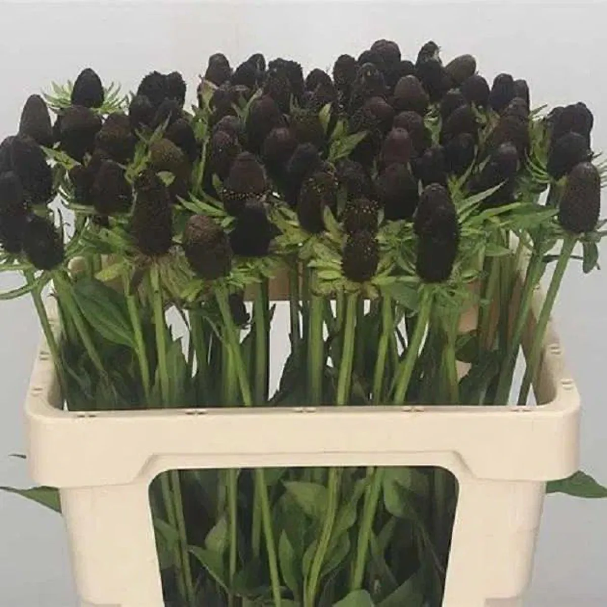 Рудбекія ‘Green Wizard’ (Rudbeckia occidentalis)