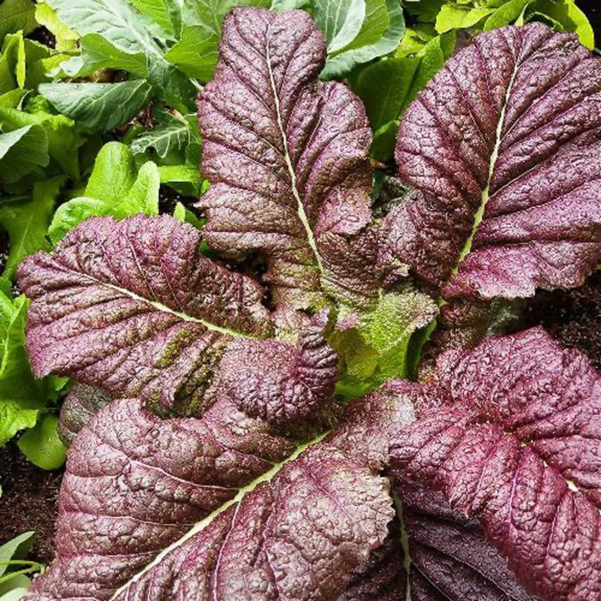 Салат гірчичний ‘Giant Red Mustard’