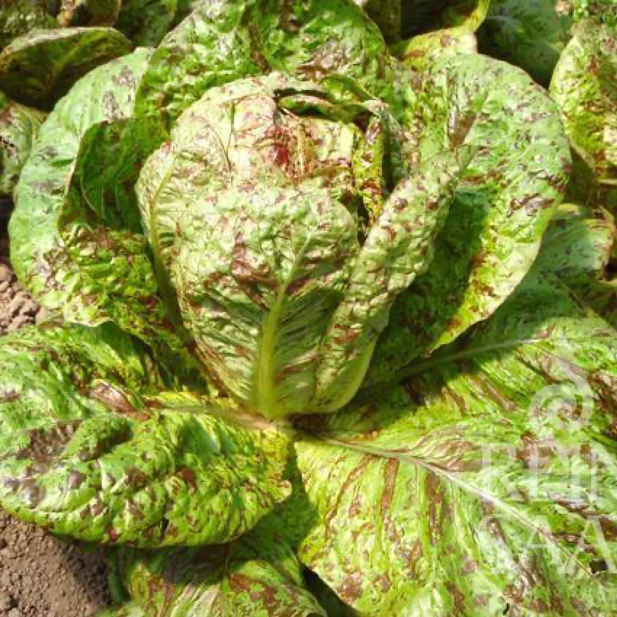 Салат латук ‘Forellenschluss’ (Lactuca sativa var. romana)