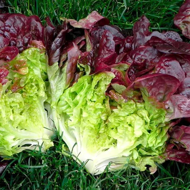 Салат латук ‘Quattro Stagioni’ (Lactuca sativa)