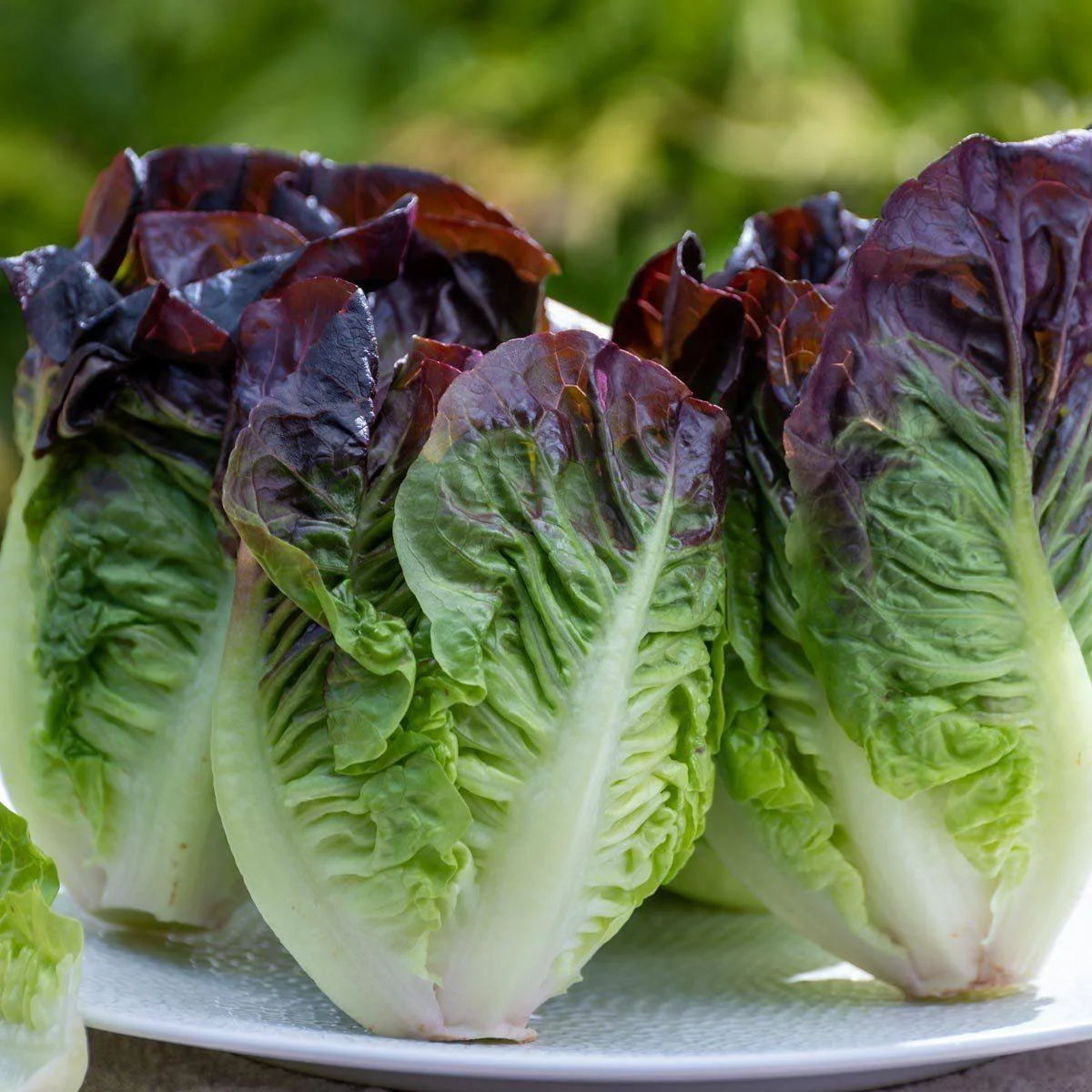Салат латук ‘Red Iceberg’ (Lactuca sativa)