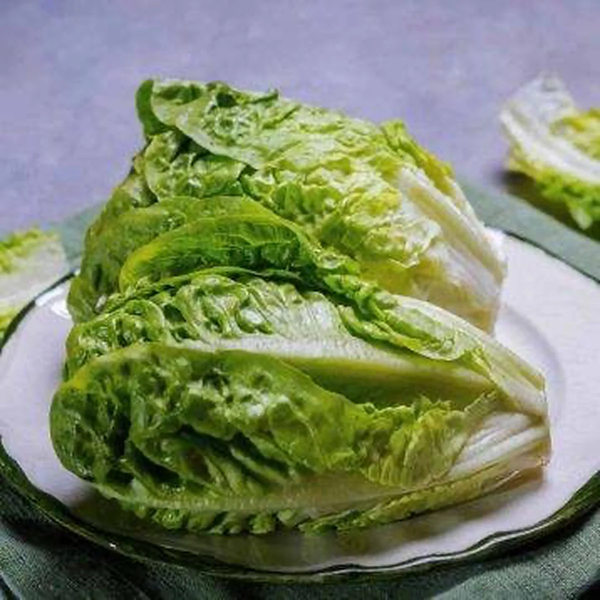 Салат міні-ромен ‘Gem’ (Lactuca sativa var. romana)