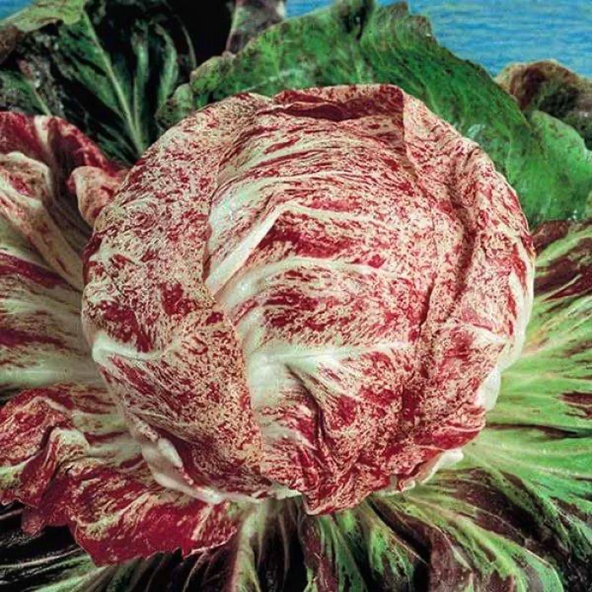 Салат радиччіо ‘Di Chioggia’ (Cichorium intybus var. foliosum)