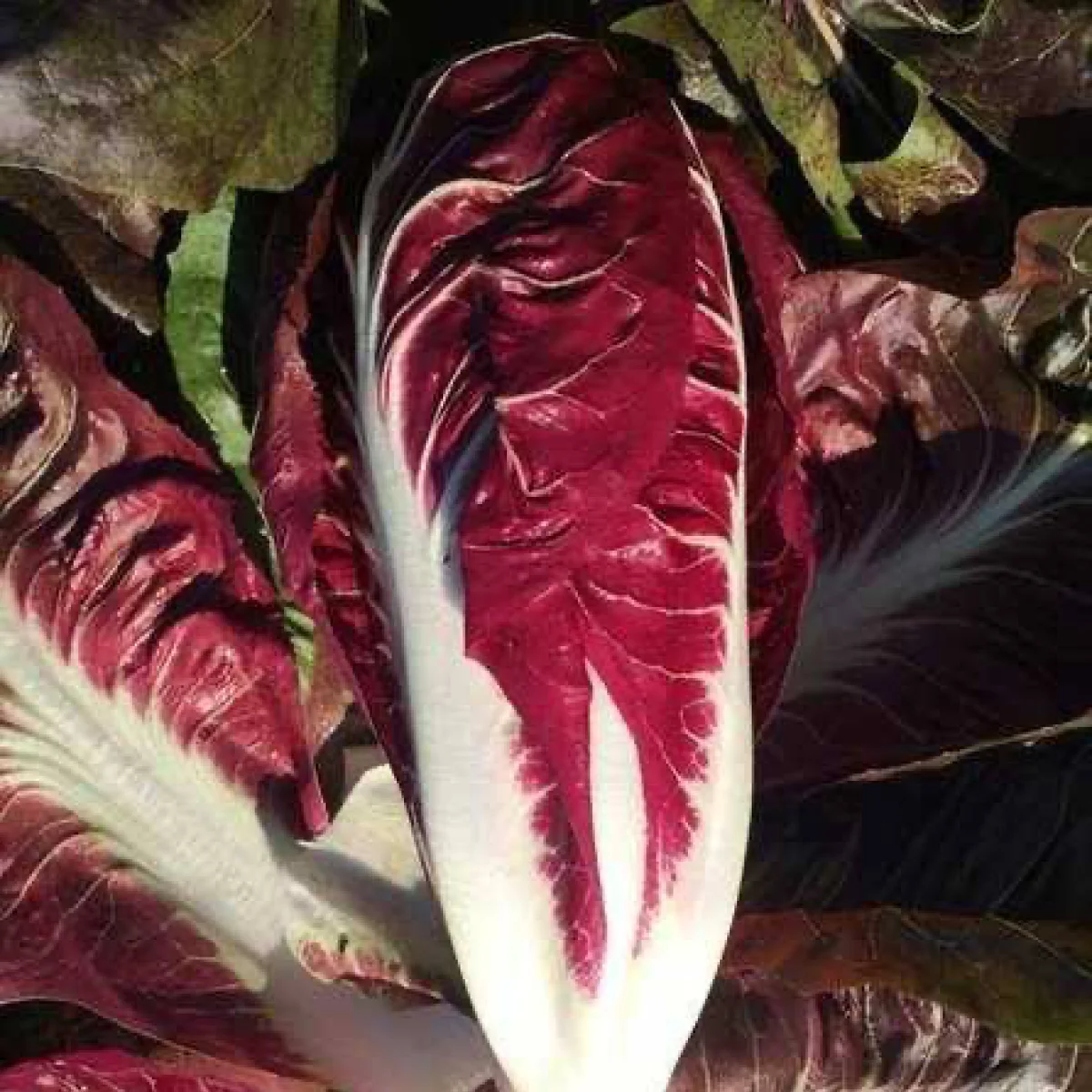 Салат радиччіо ‘Rosso di Treviso’ (Cichorium intybus var. foliosum)