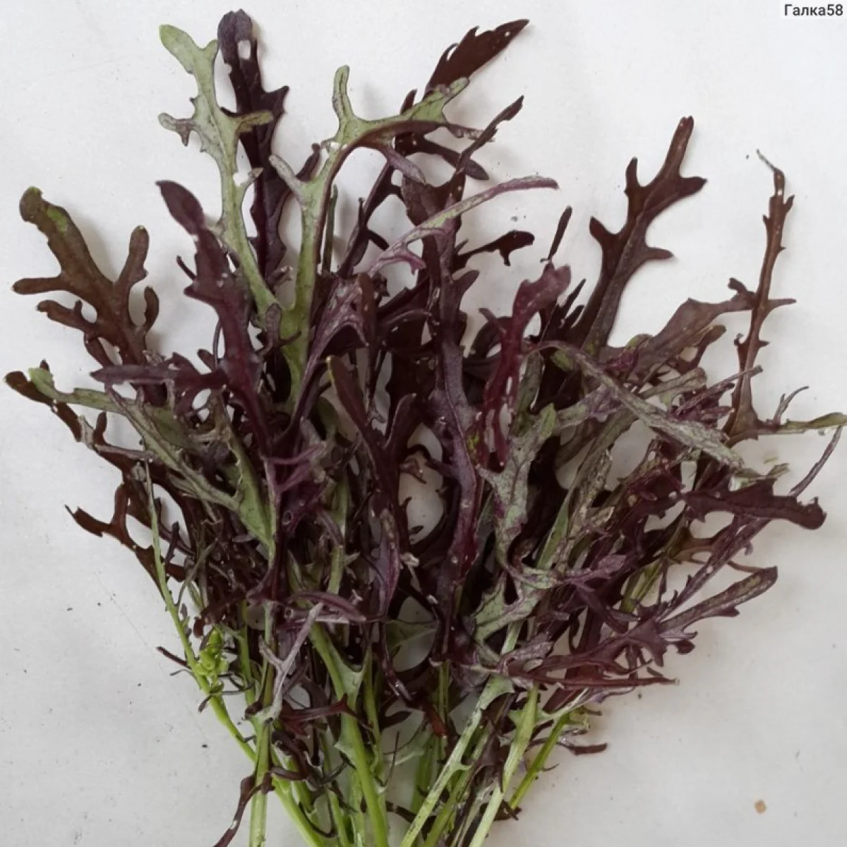 Салат ‘Mizuna Red’ (Brassica rapa var. japonica)