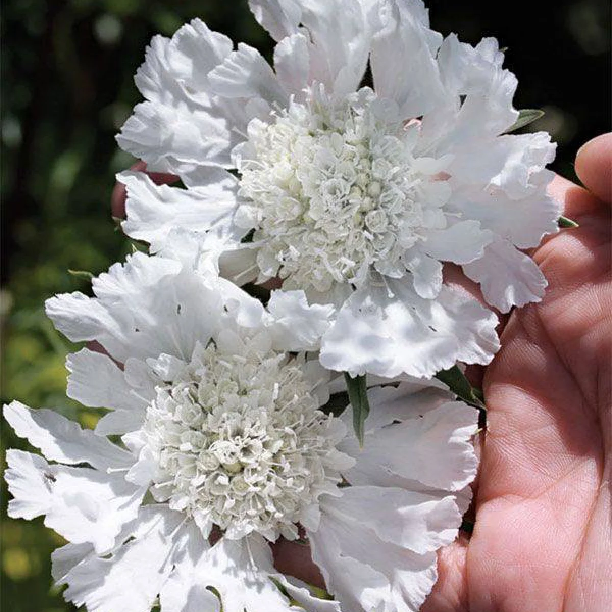 Scabiosa caucasica ‘Perfecta Alba’