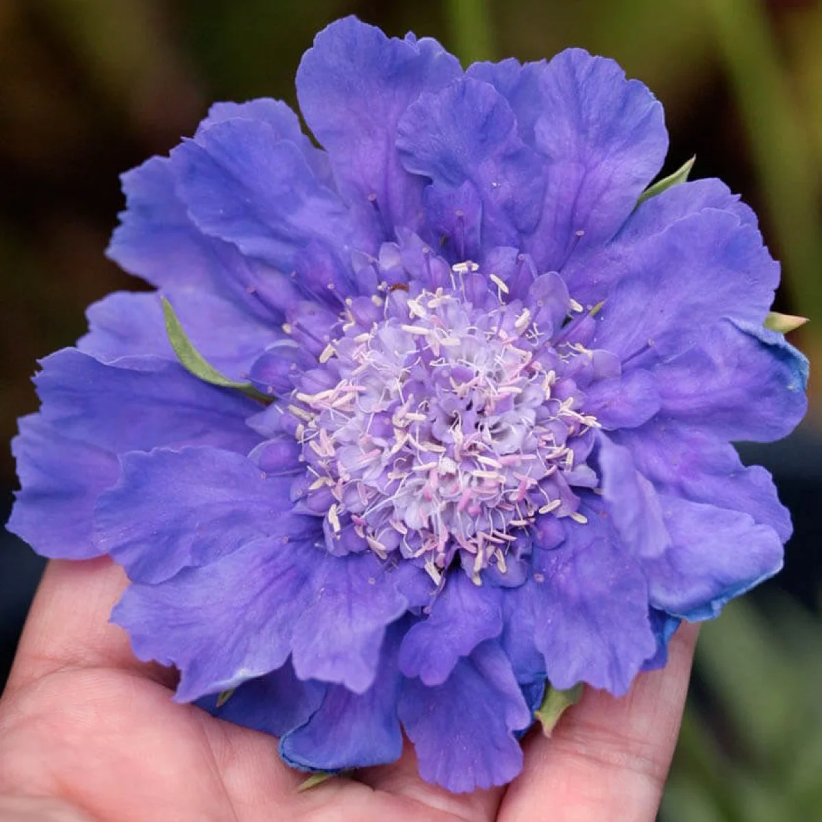 Scabiosa caucasica ‘Perfecta Clear Blue’