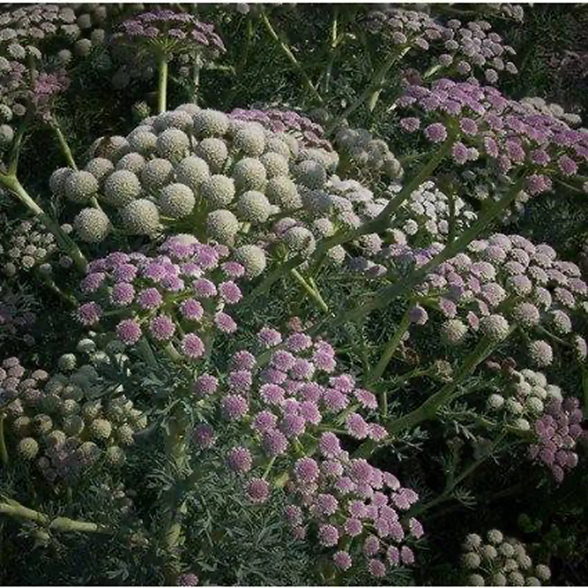 Сеселі ‘Moon Carrot’ (Seseli gummiferum)