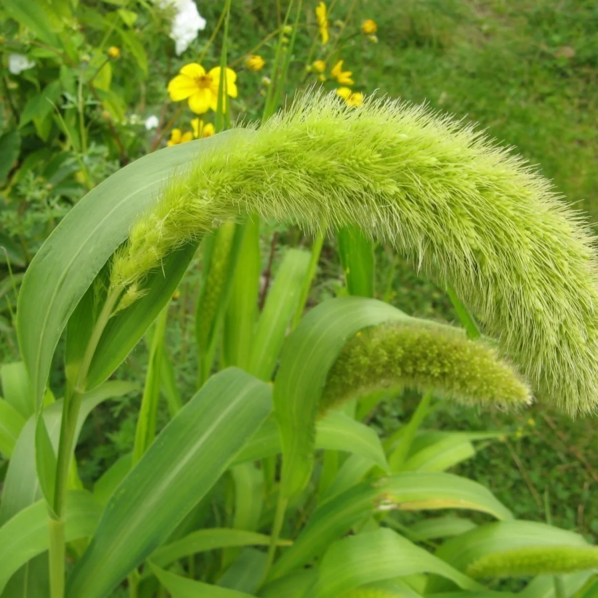 Сетарія ‘Foxtail’ (Setaria faberi)