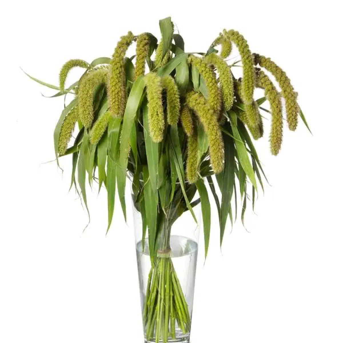 Сетарія ‘Green Bristles’ (Setaria macrocheata)