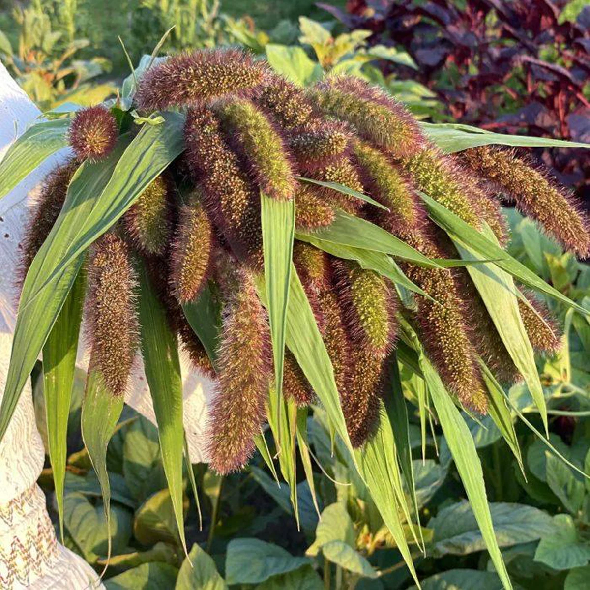 Сетарія ‘Lowlander’ (Setaria italica)