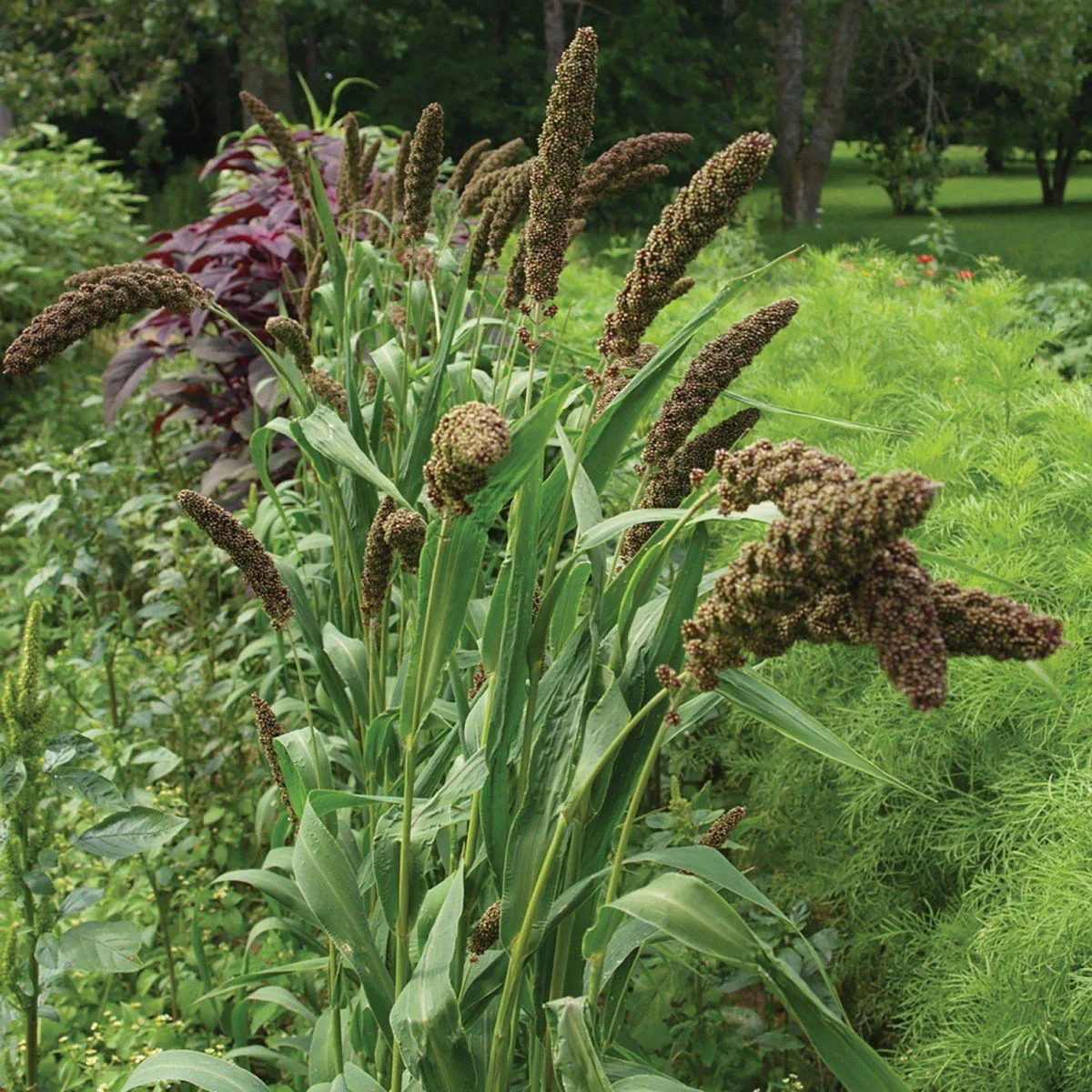 Сетарія ‘Max’ (Setaria italica)