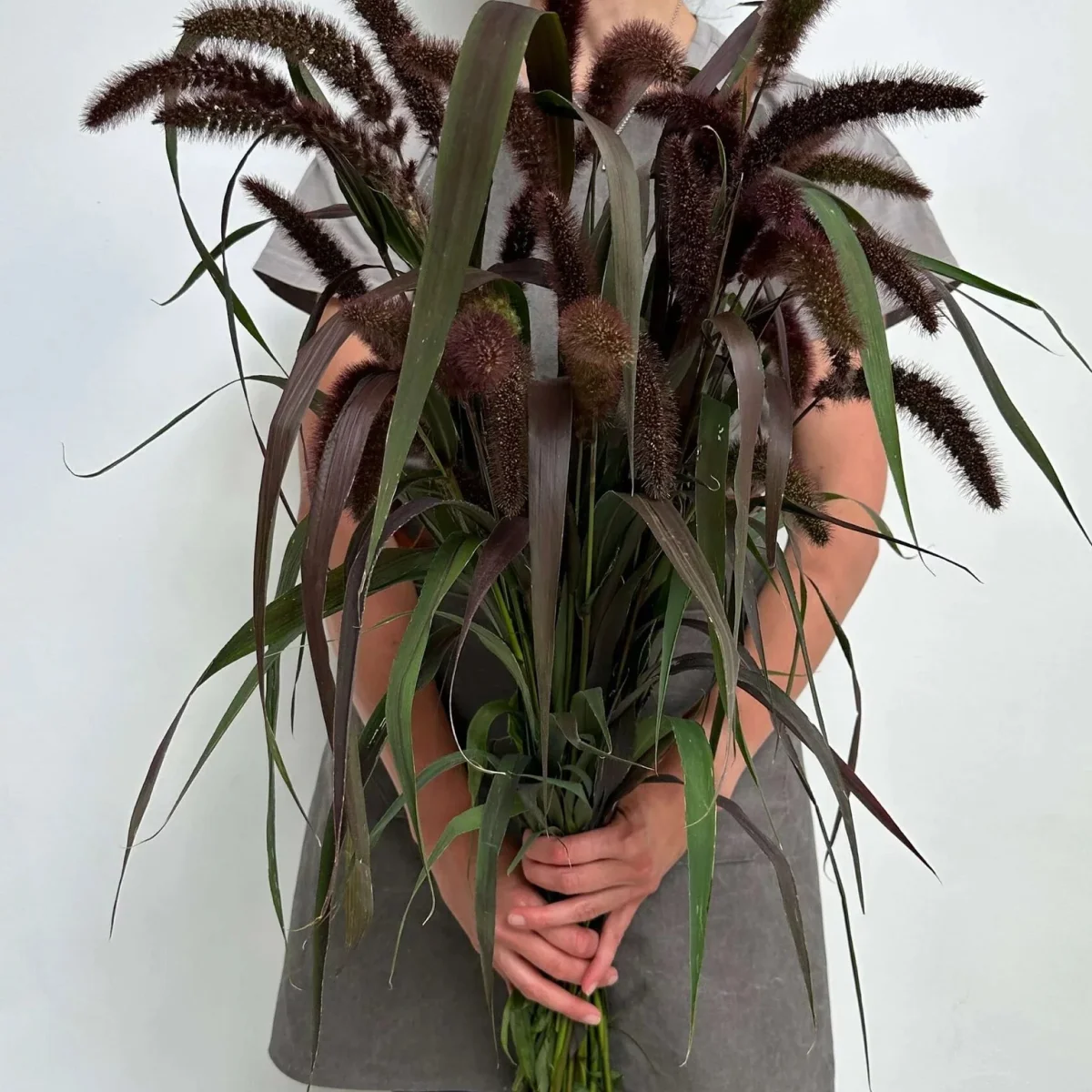 Сетарія ‘Red Jewel’ (Setaria italica)