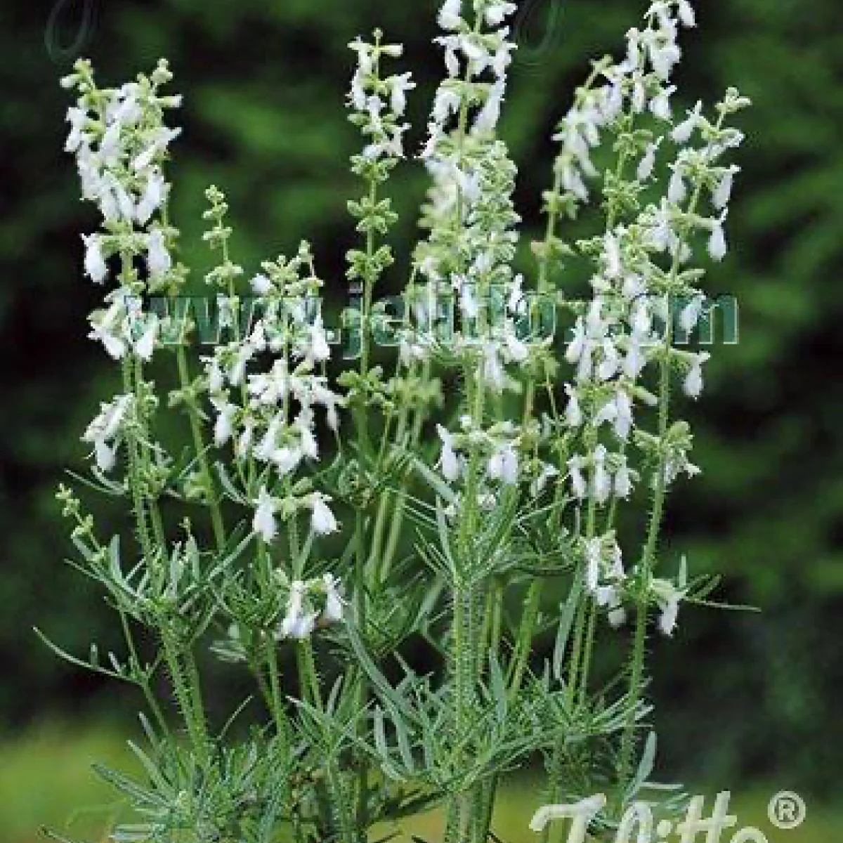 Шалфей ‘Juris Pure White’ (Salvia jurisicii)