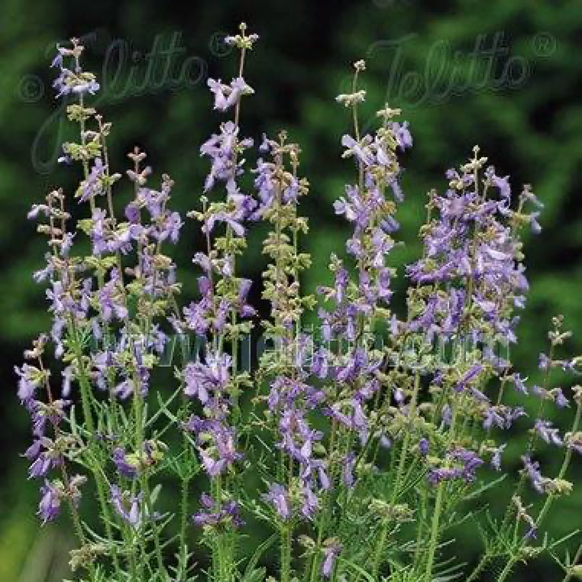 Шалфей ‘Juris Sky Blue’ (Salvia jurisicii)