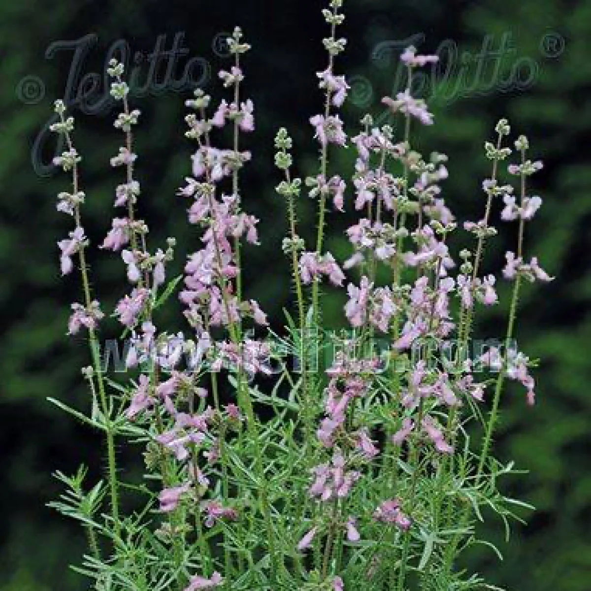 Шалфей ‘Juris Soft Pink’ (Salvia jurisicii)