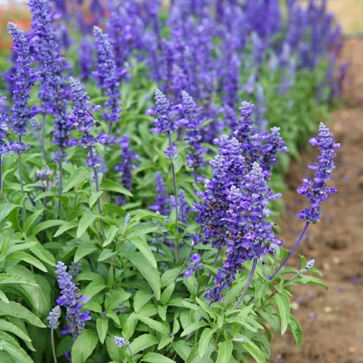 Шавлія борошниста ‘Rhea’ (Salvia farinacea)