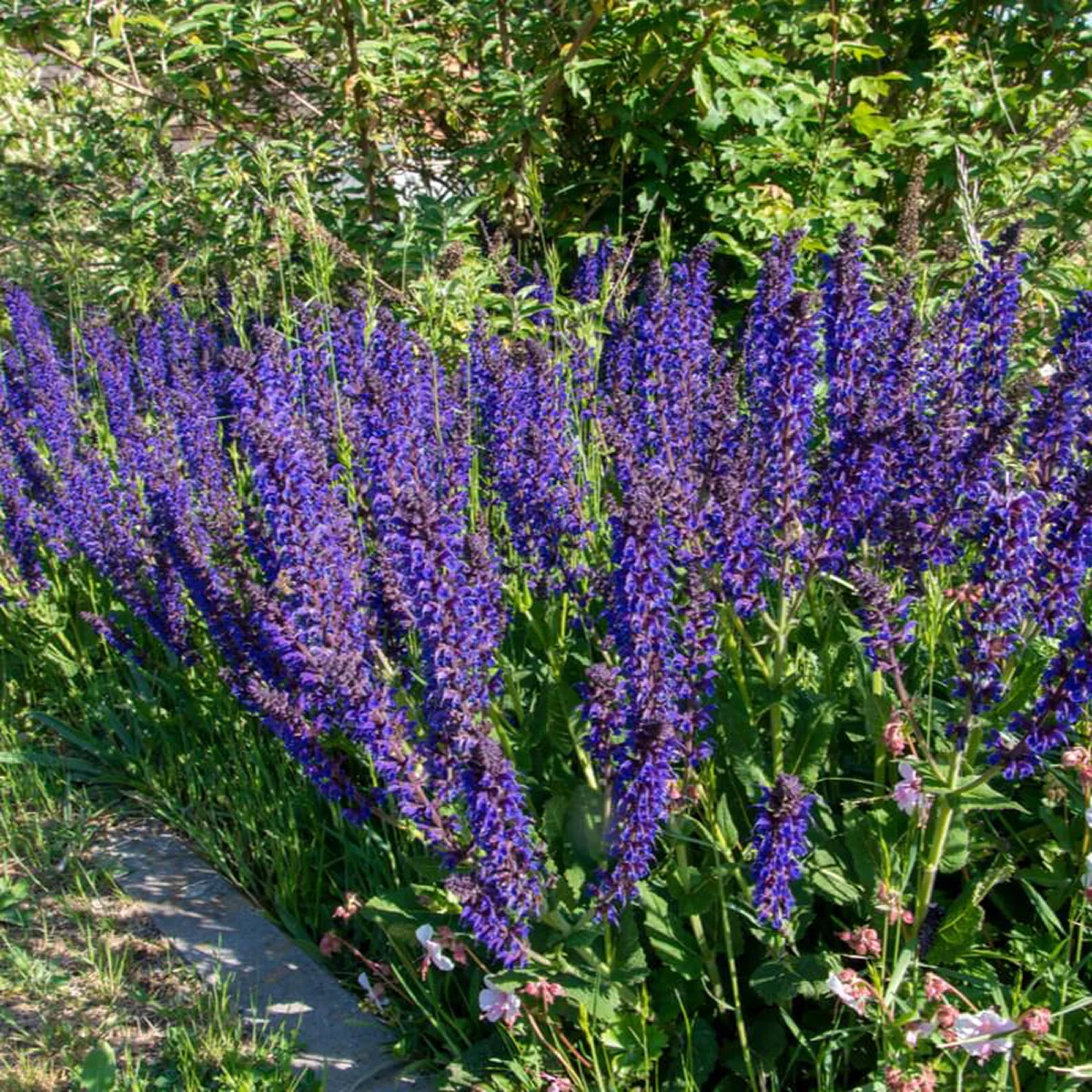 Шавлія лучна ‘Twilight Serenade’ (Salvia pratensis, Ballet Series)