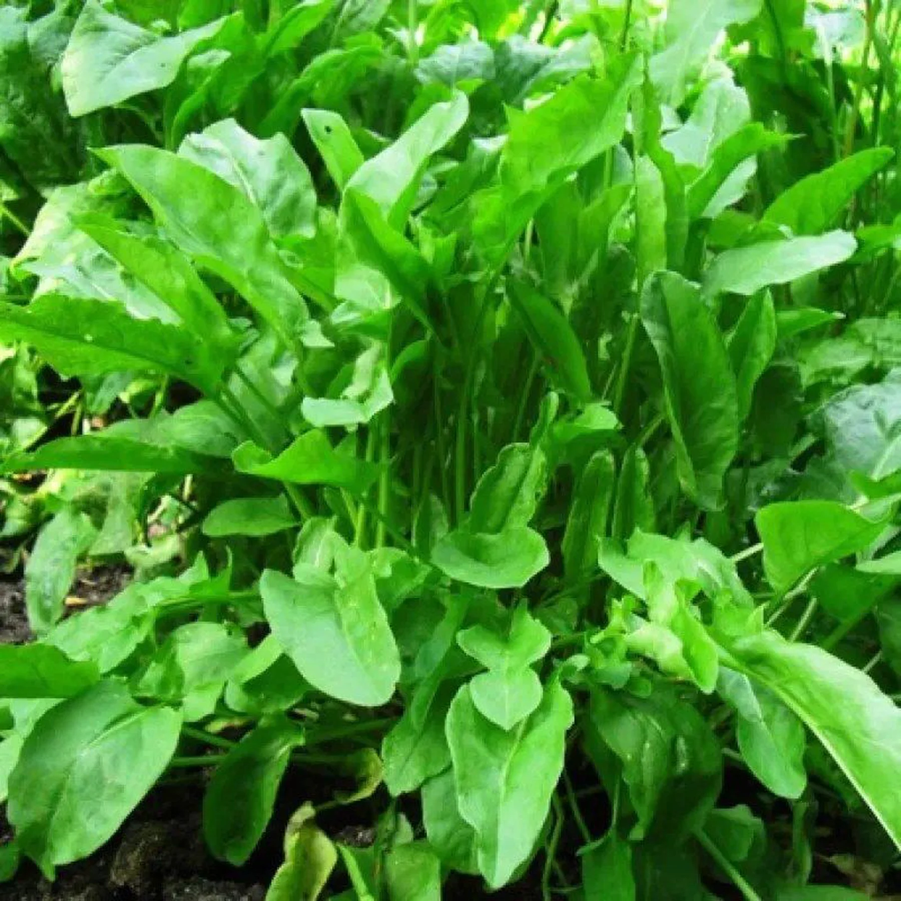 Щавель ‘Бельвіль’ (Rumex acetosa)