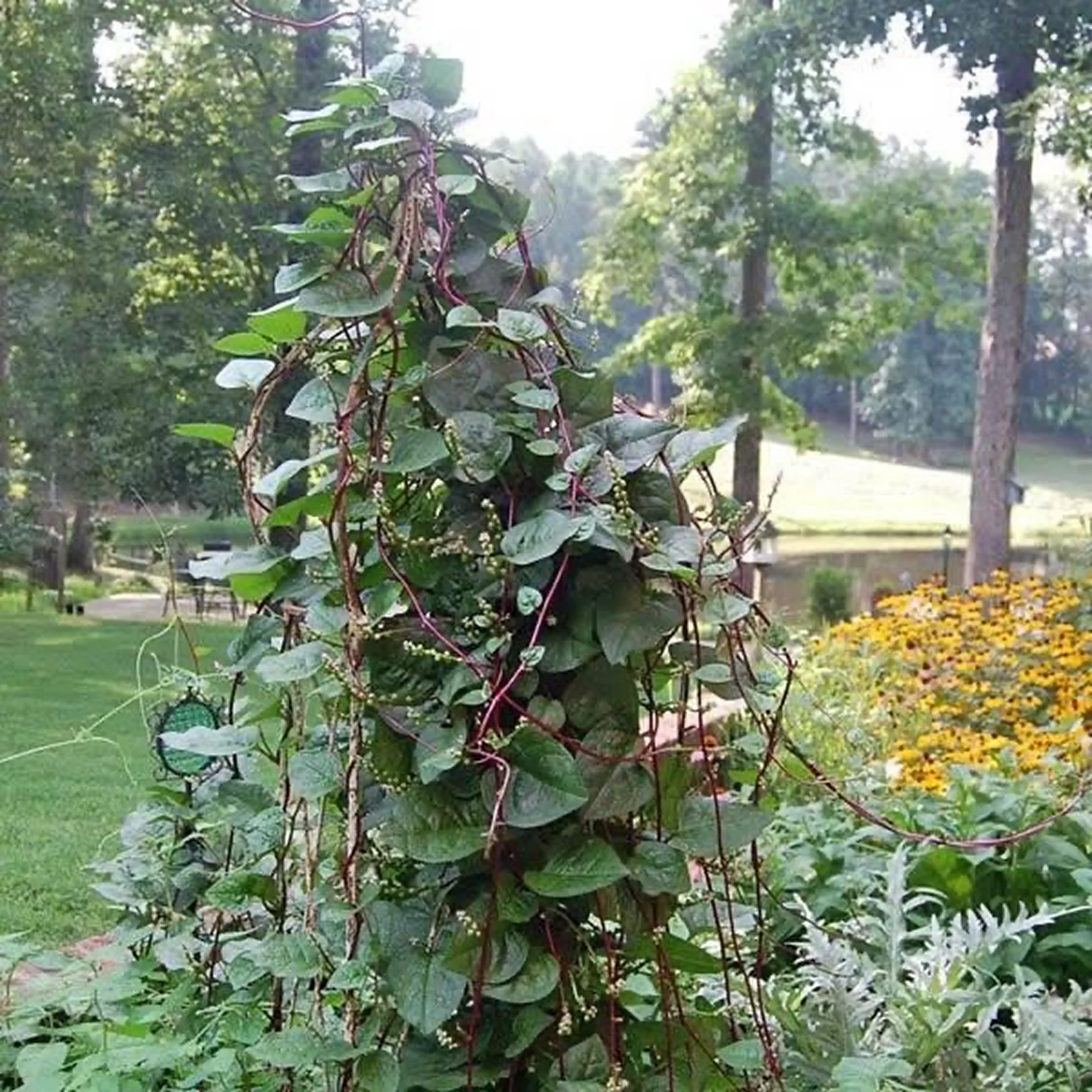 Шпинат малабарський ‘Red Stem’ (Basella rubra)